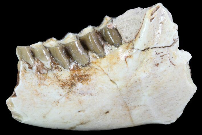 Oreodont (Leptauchenia) Jaw Section - South Dakota #91090